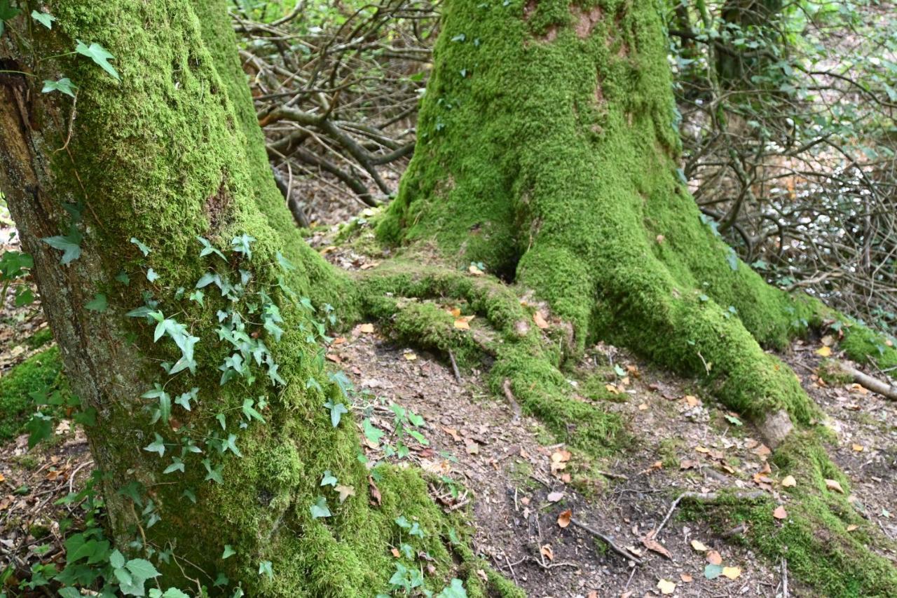 L'Hotie De Broceliande, Au Coeur Des Sites Naturels Et Legendaires Пемпон Екстер'єр фото